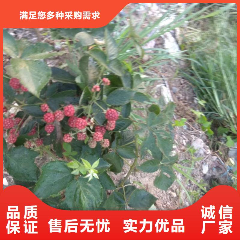 【树莓】苹果苗口碑好实力强