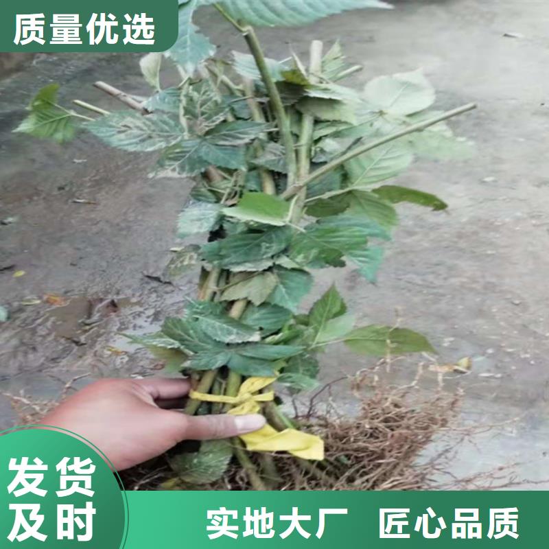 树莓石榴树当日价格