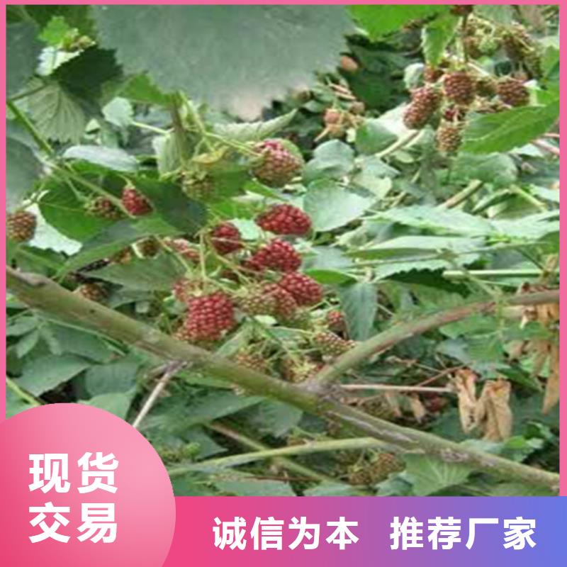 树莓石榴树苗诚信商家