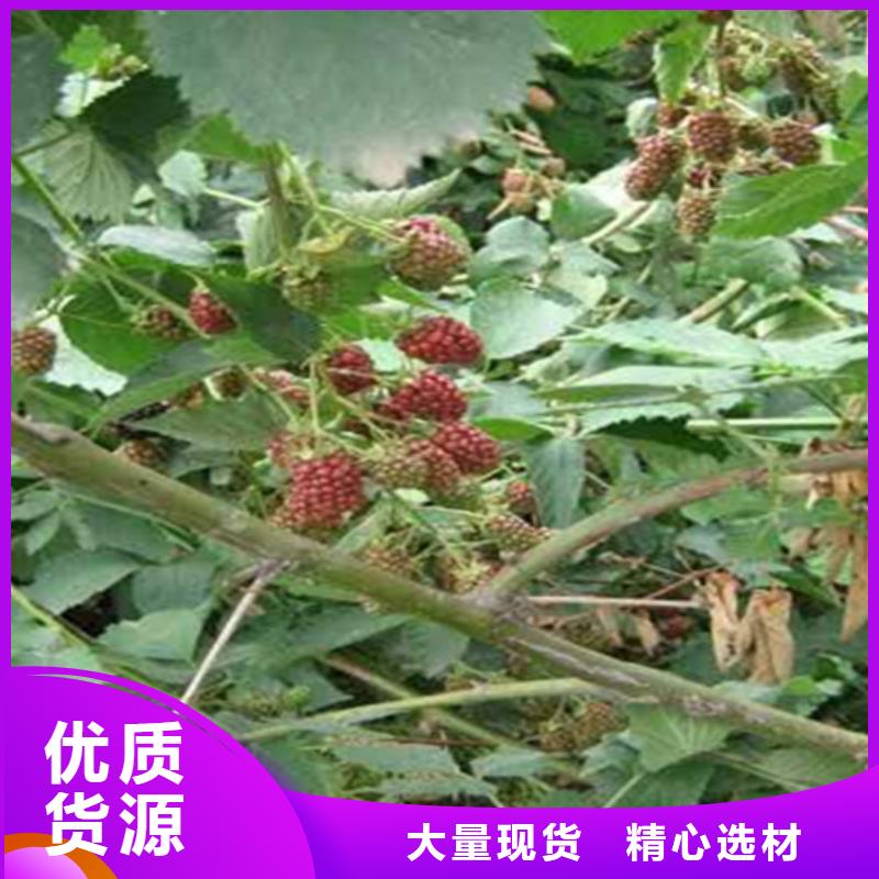 树莓【蓝莓苗】供您所需