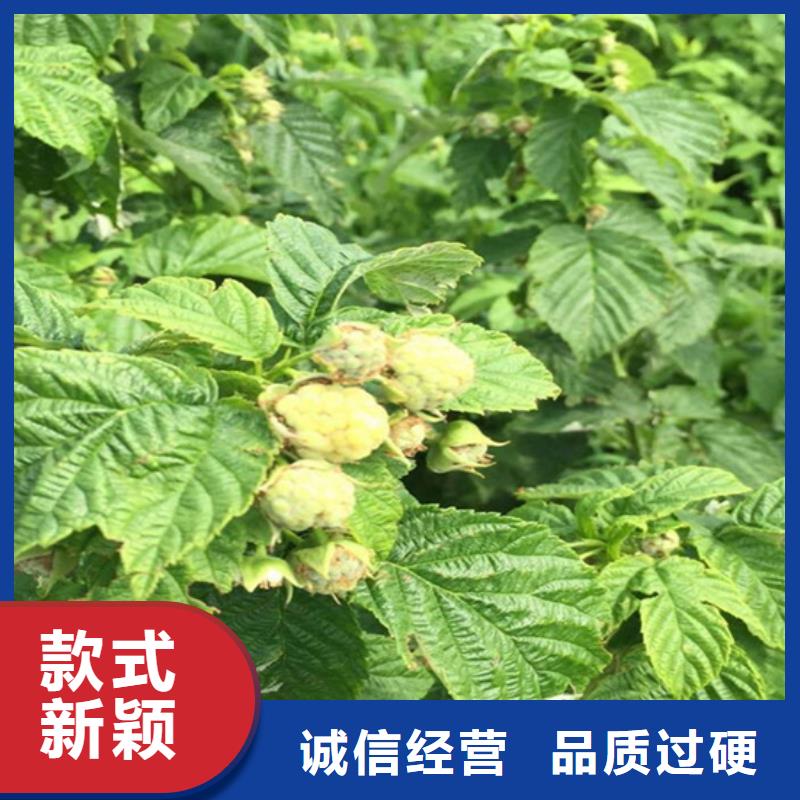 【树莓梨树苗严格把关质量放心】