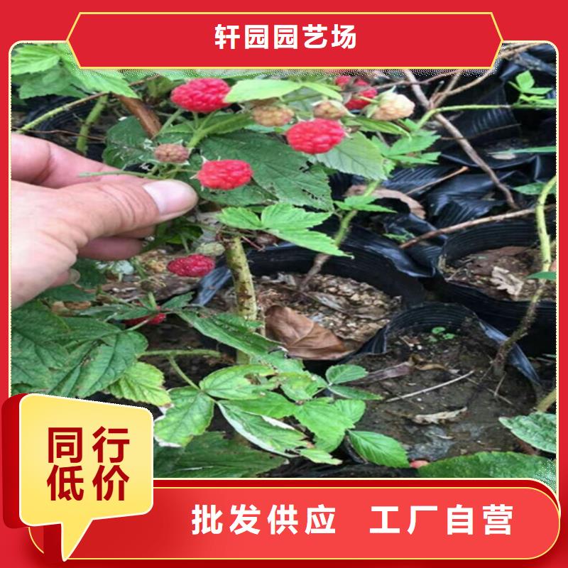 树莓苹果苗拥有核心技术优势