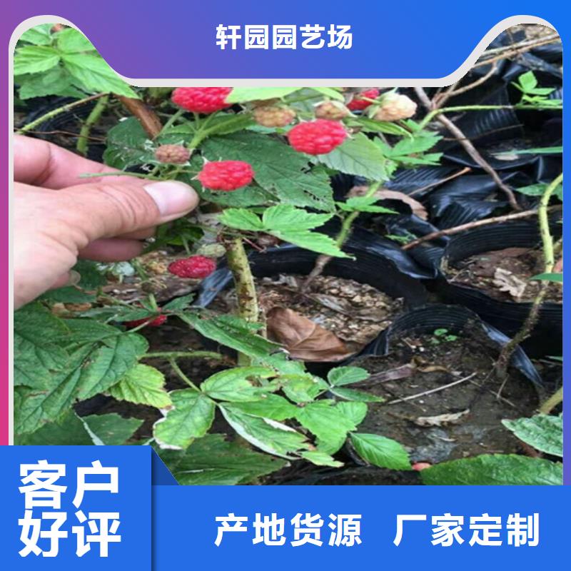 树莓【苹果苗】来图加工定制