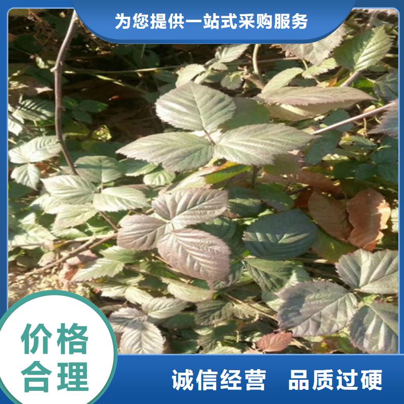 树莓石榴树口碑好实力强