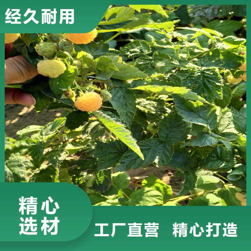 树莓-樱桃苗按需设计