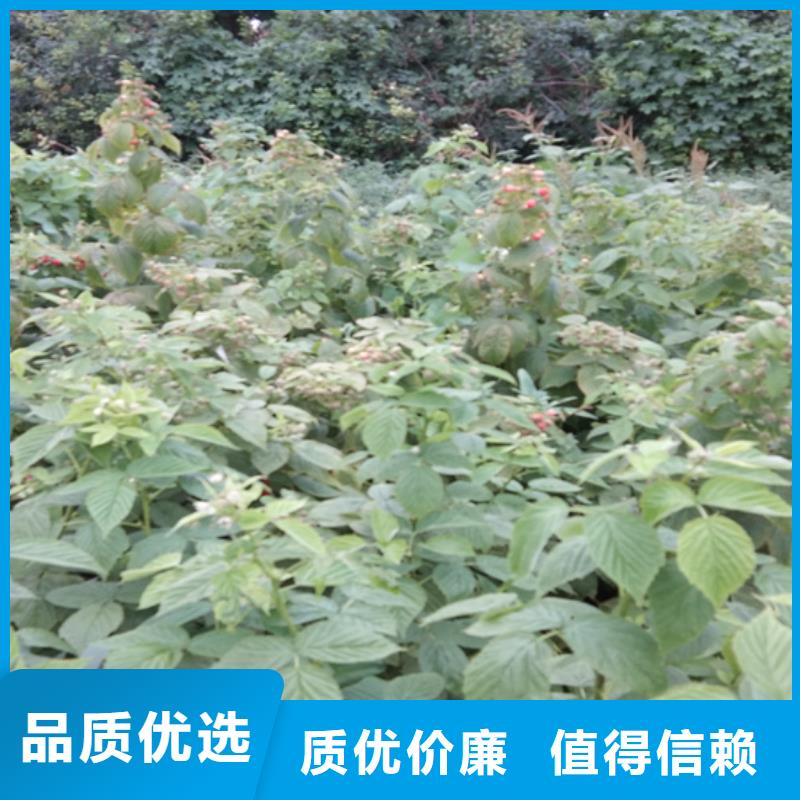 树莓石榴苗用的放心