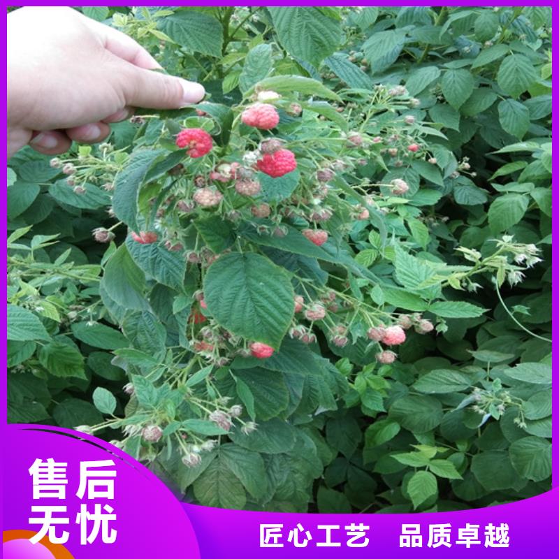 树莓【蓝莓苗】供您所需