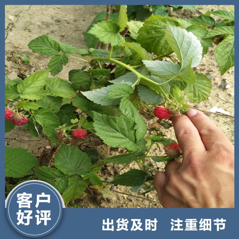 树莓石榴树口碑好实力强