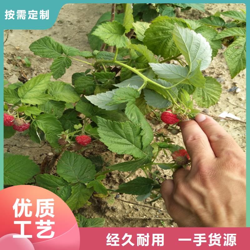 树莓樱桃苗口碑好实力强