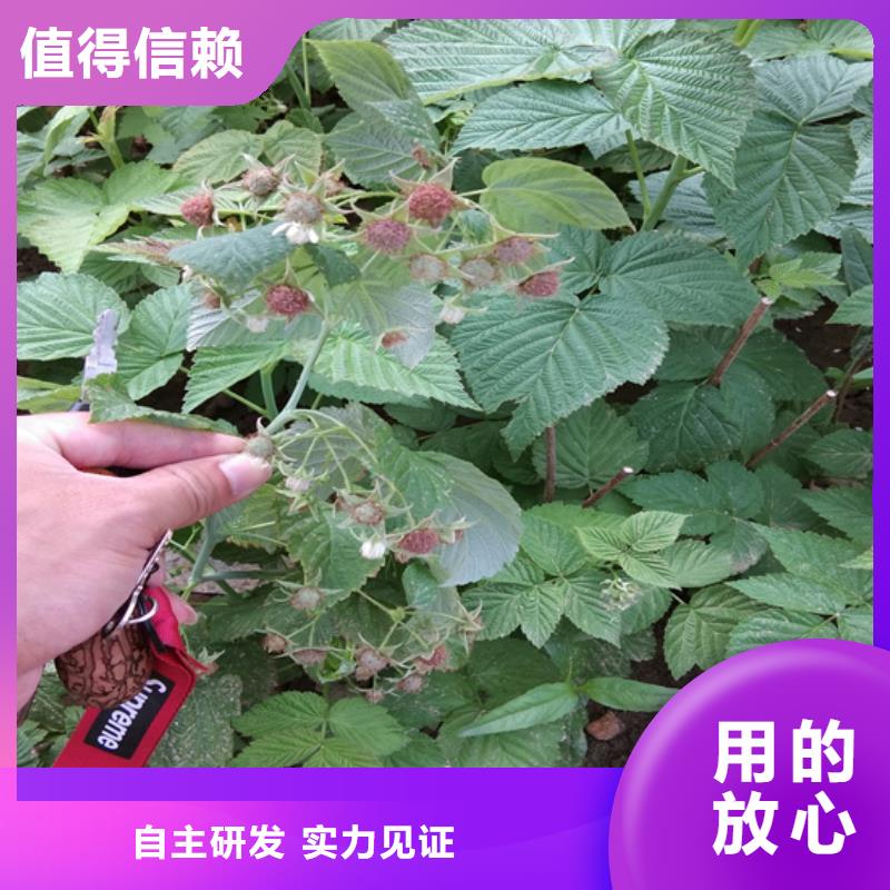 树莓苹果苗价格实惠工厂直供