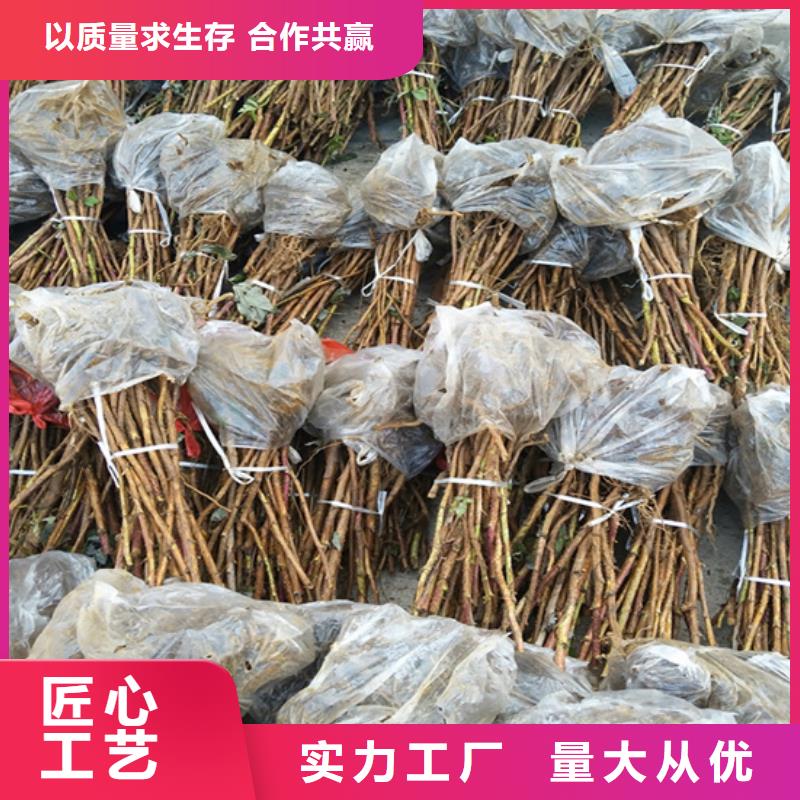 树莓苹果苗拥有核心技术优势