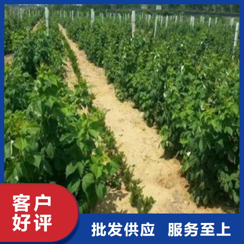 树莓石榴苗用的放心