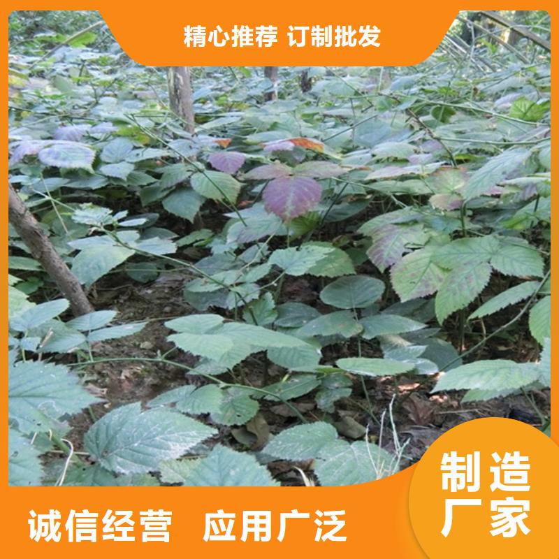 【树莓板栗苗支持拿样】