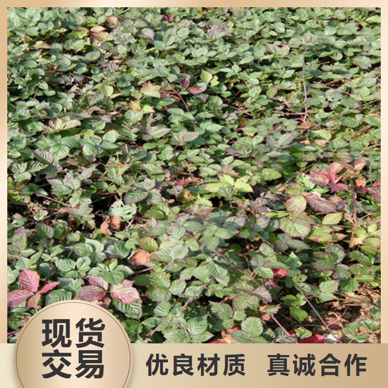 树莓【蓝莓苗】超产品在细节