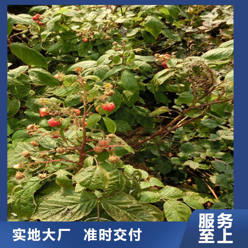 树莓【蓝莓苗】超产品在细节