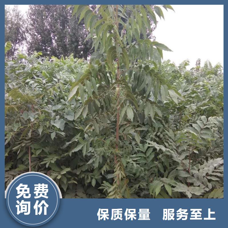 碧根果苹果苗对质量负责