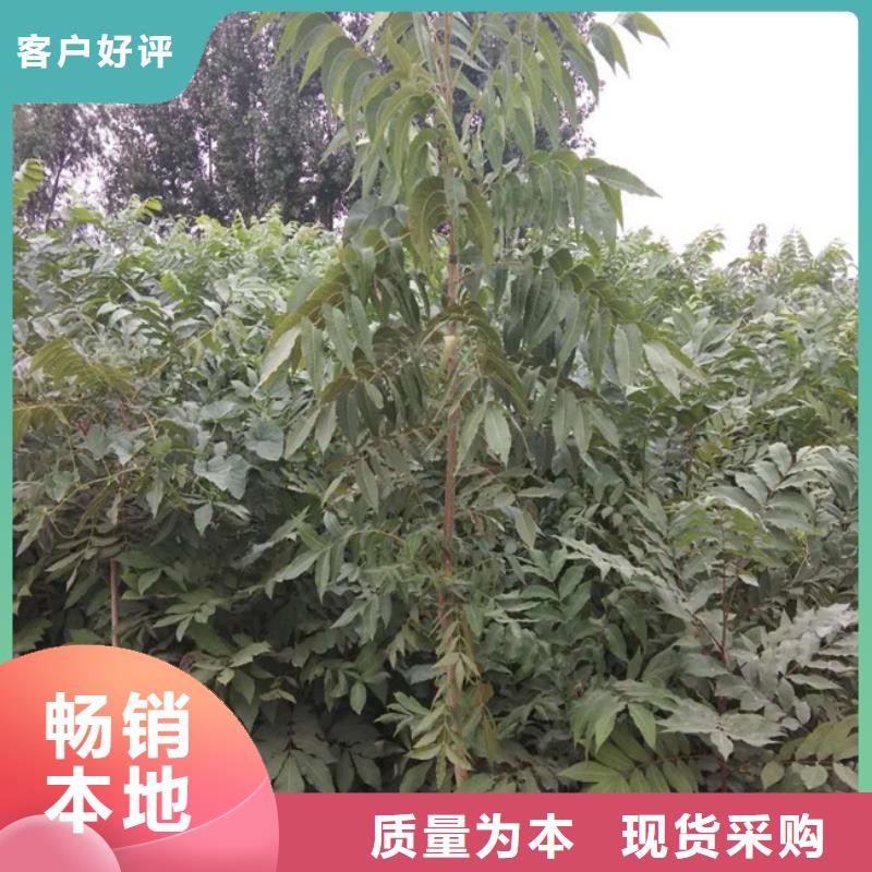 【碧根果】苹果苗厂家经验丰富