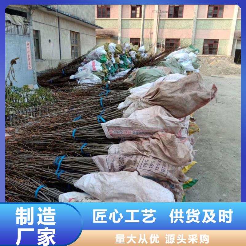 【碧根果】玛瑙红石榴苗好产品有口碑