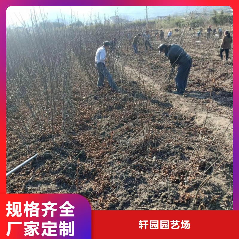 碧根果苹果苗随到随提