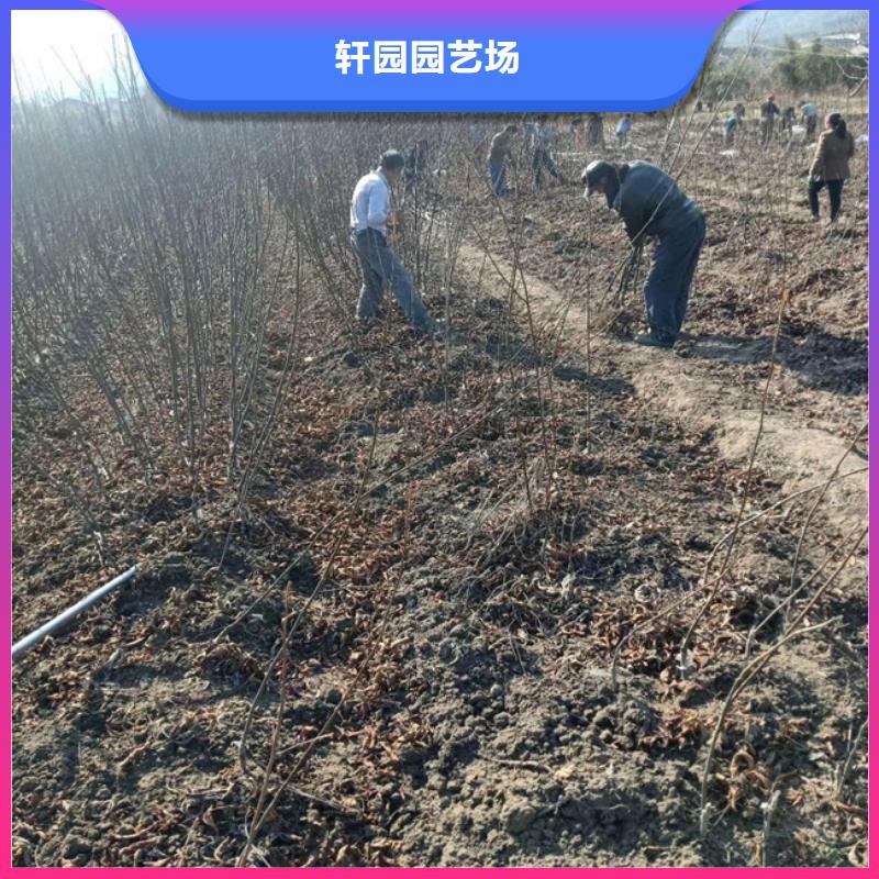 碧根果,石榴树畅销当地