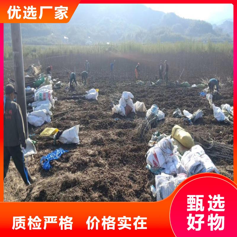 碧根果蓝莓苗不只是质量好