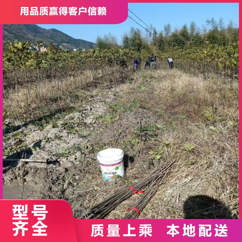 碧根果苹果苗对质量负责