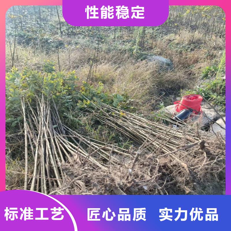 碧根果樱桃苗品质优选