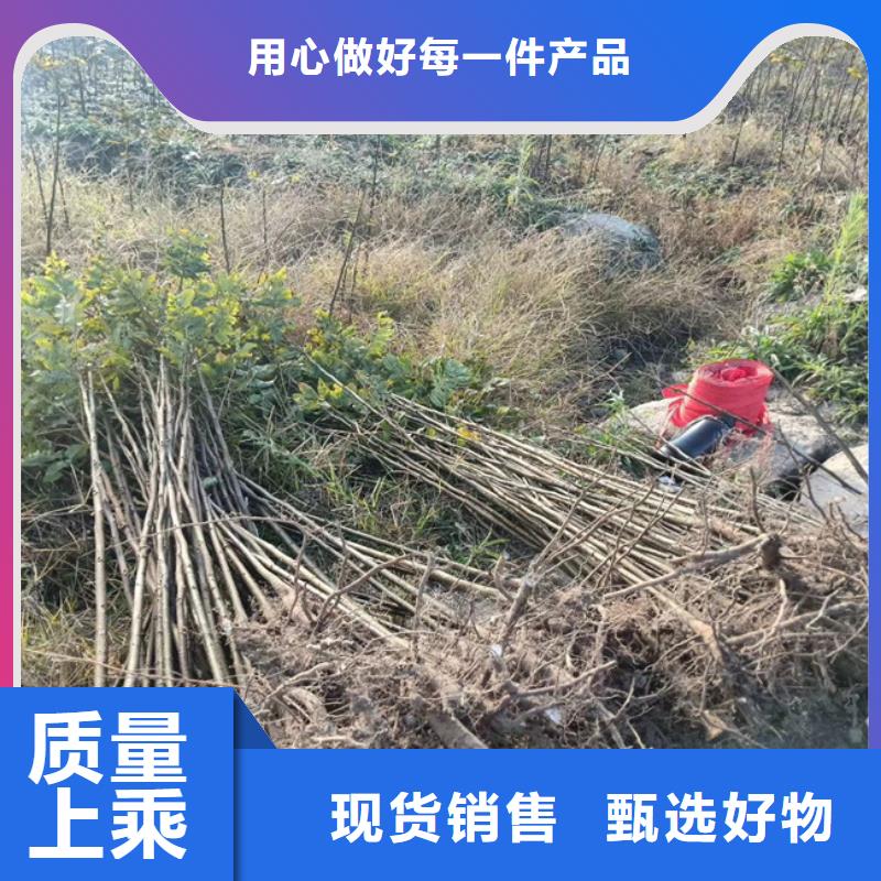 碧根果玛瑙红石榴苗质量检测