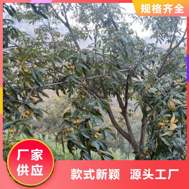 【碧根果】无花果苗当日价格