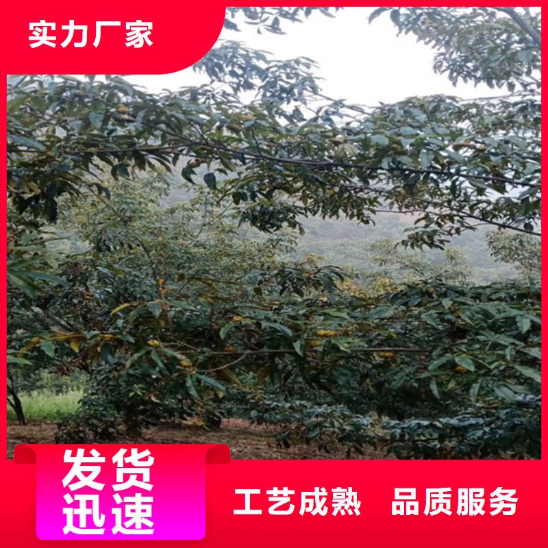 碧根果-苹果苗货源稳定