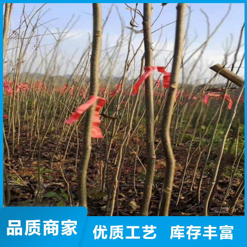 碧根果苹果苗随到随提