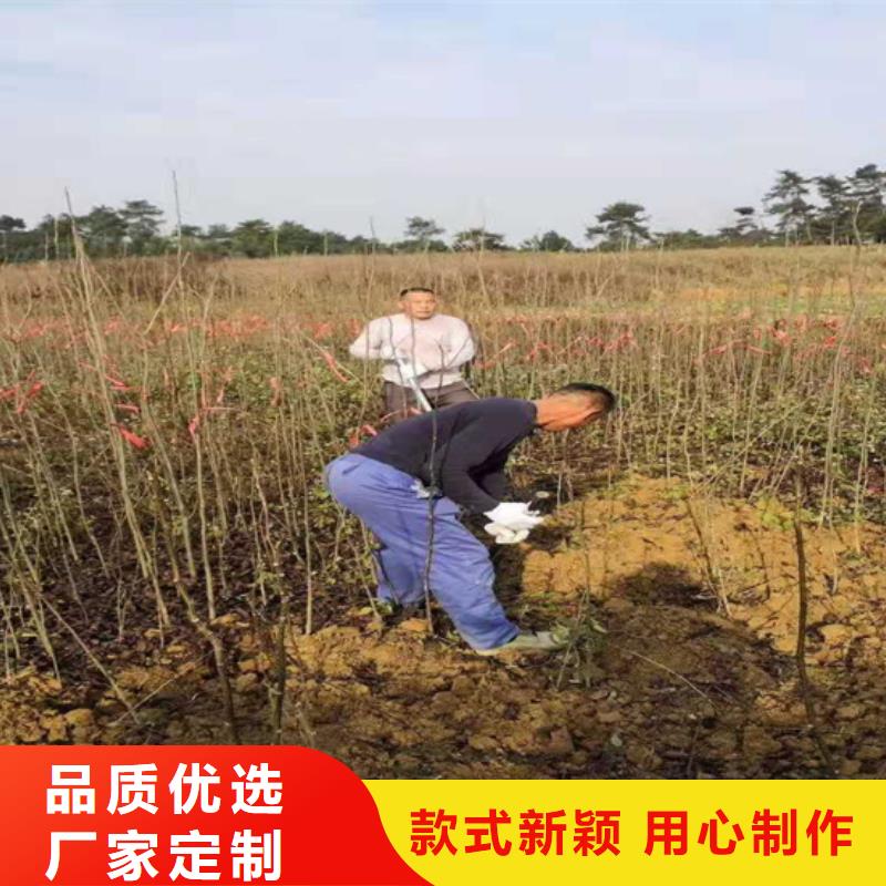 碧根果苹果苗做工细致