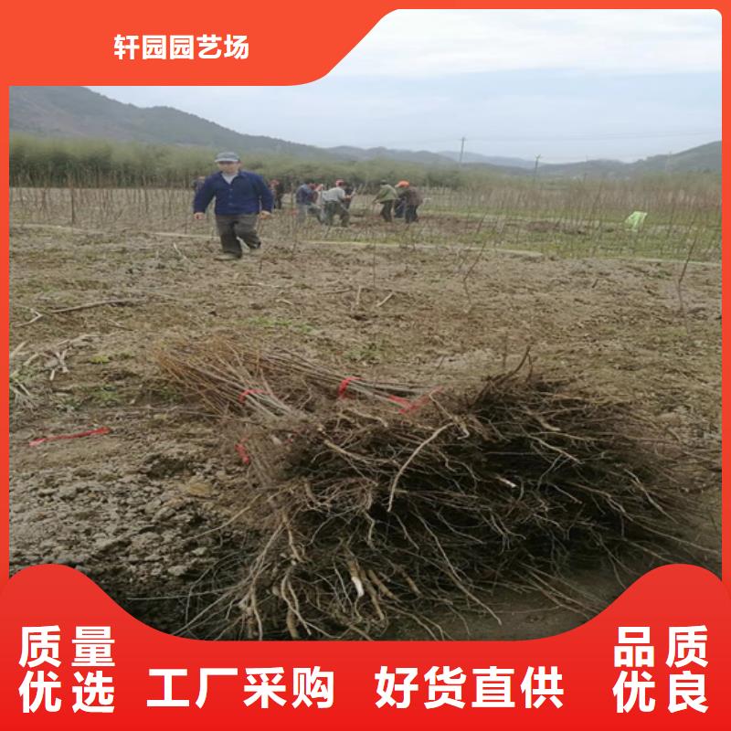 【碧根果】苹果苗厂家经验丰富