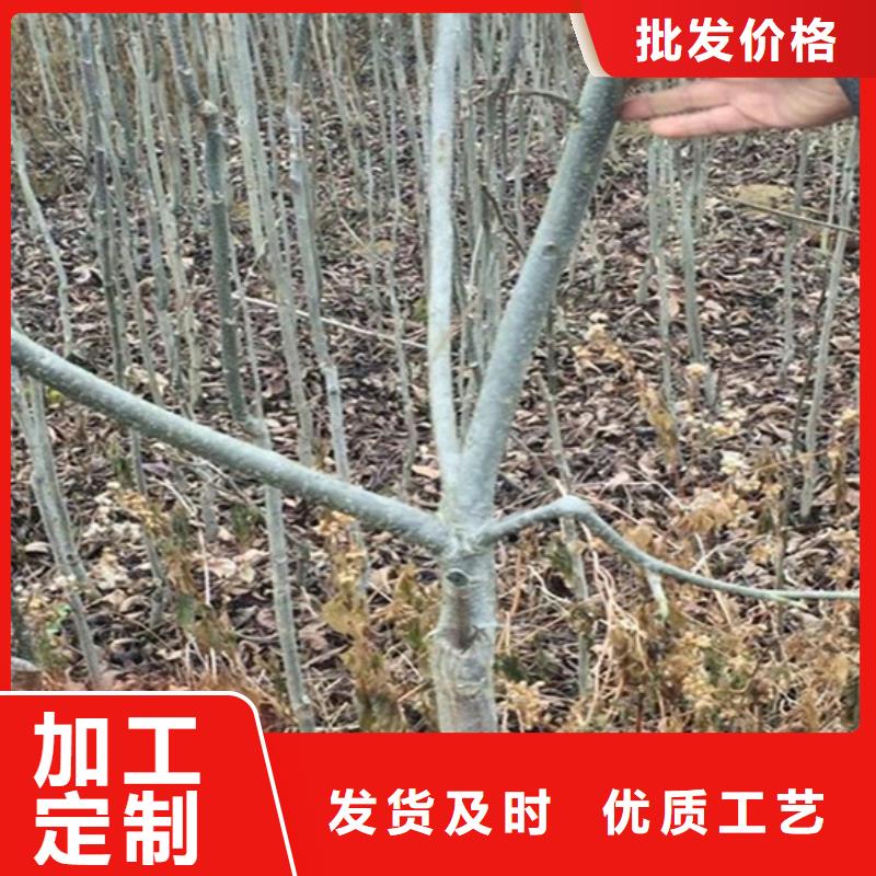 碧根果梨树苗支持非标定制