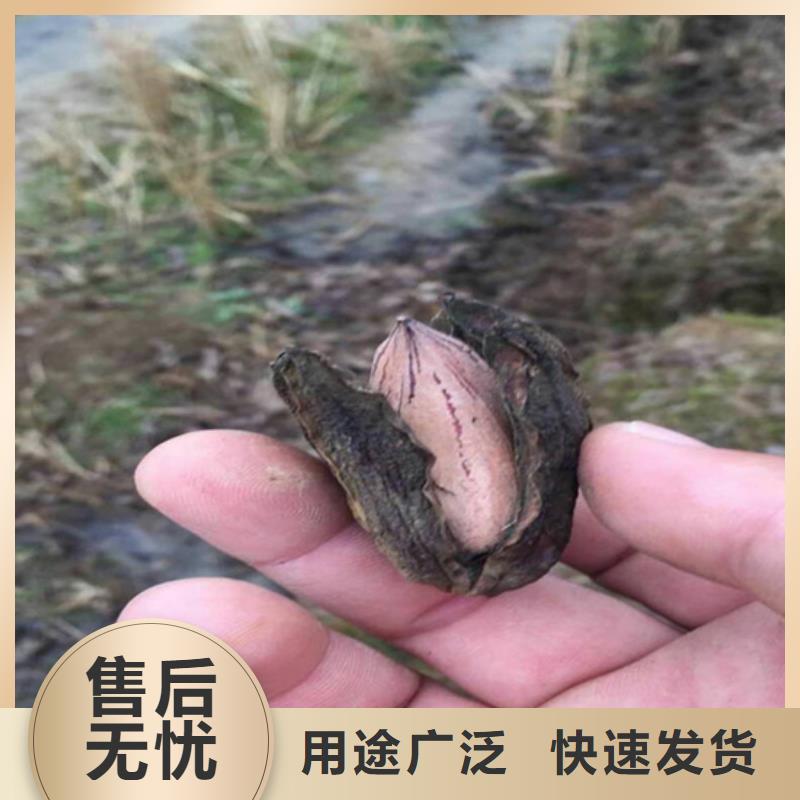 碧根果板栗苗按需设计