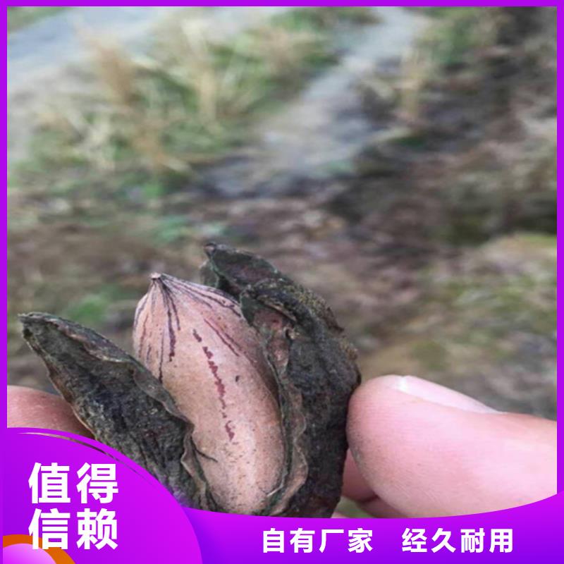 碧根果板栗苗按需设计