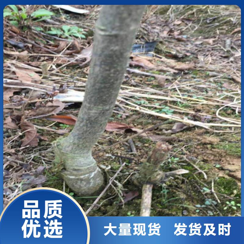 【碧根果】玛瑙红石榴苗好产品有口碑