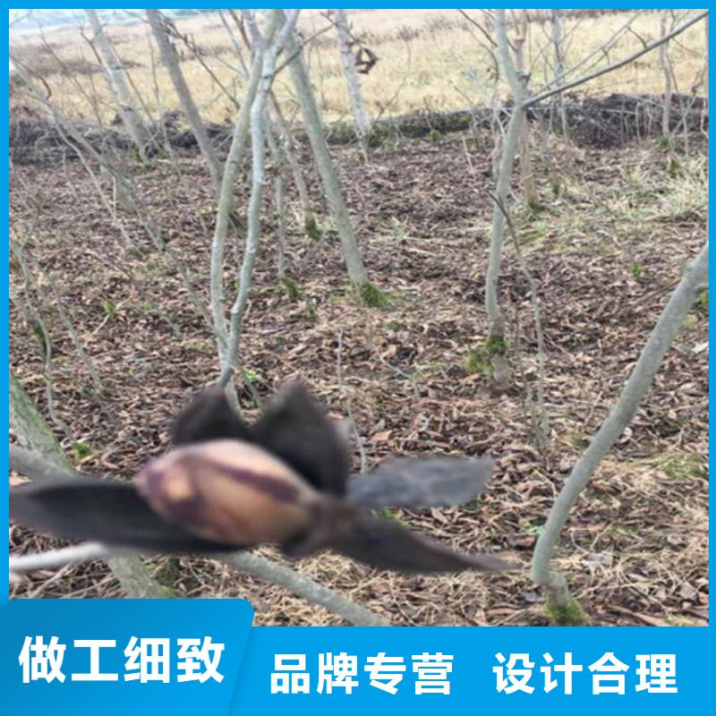 【碧根果】玛瑙红石榴苗好产品有口碑