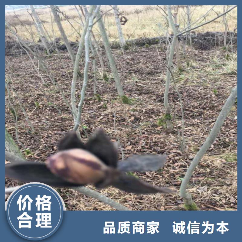 碧根果3公分石榴苗匠心制造