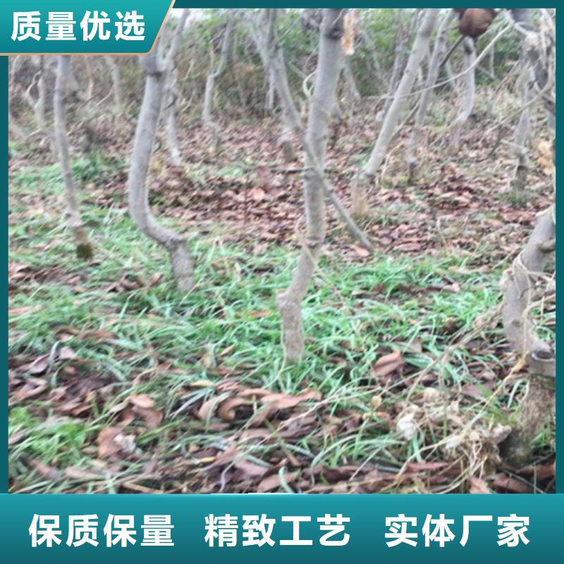 【碧根果,桃树苗库存齐全厂家直供】