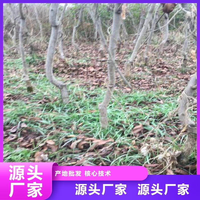 【碧根果】苹果苗厂家经验丰富