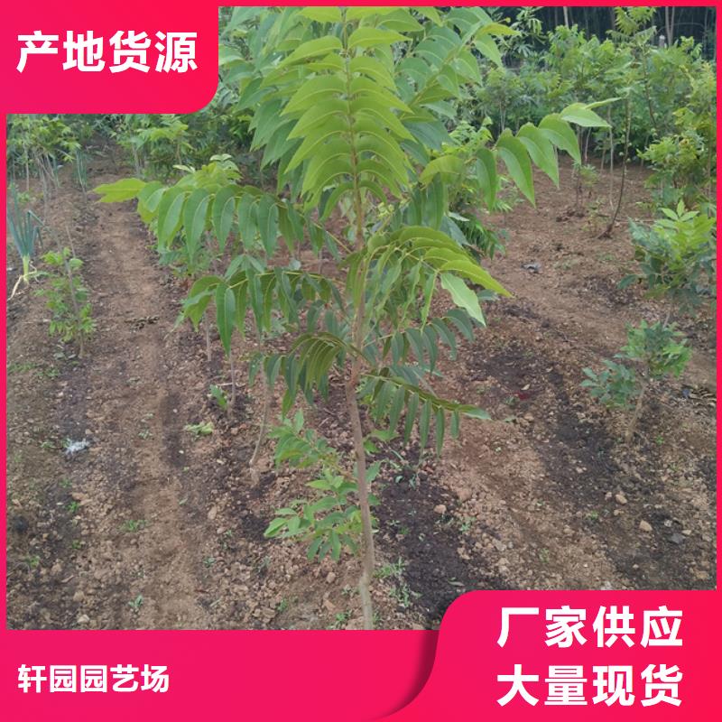 碧根果苹果苗随到随提