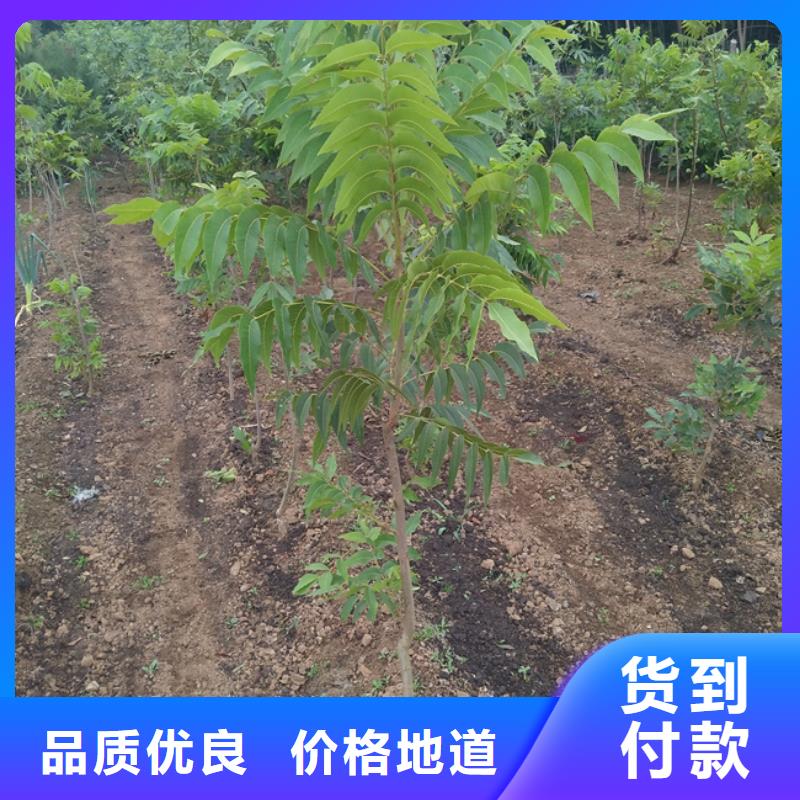 【碧根果樱桃苗量大更优惠】