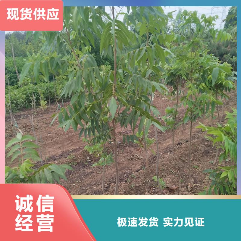 红石榴苗基地视频-红石榴苗基地(轩园)覆盖地域江苏省扬州市高邮|仪征|南京|镇江|淮安|宿迁|南通|泰州|常州