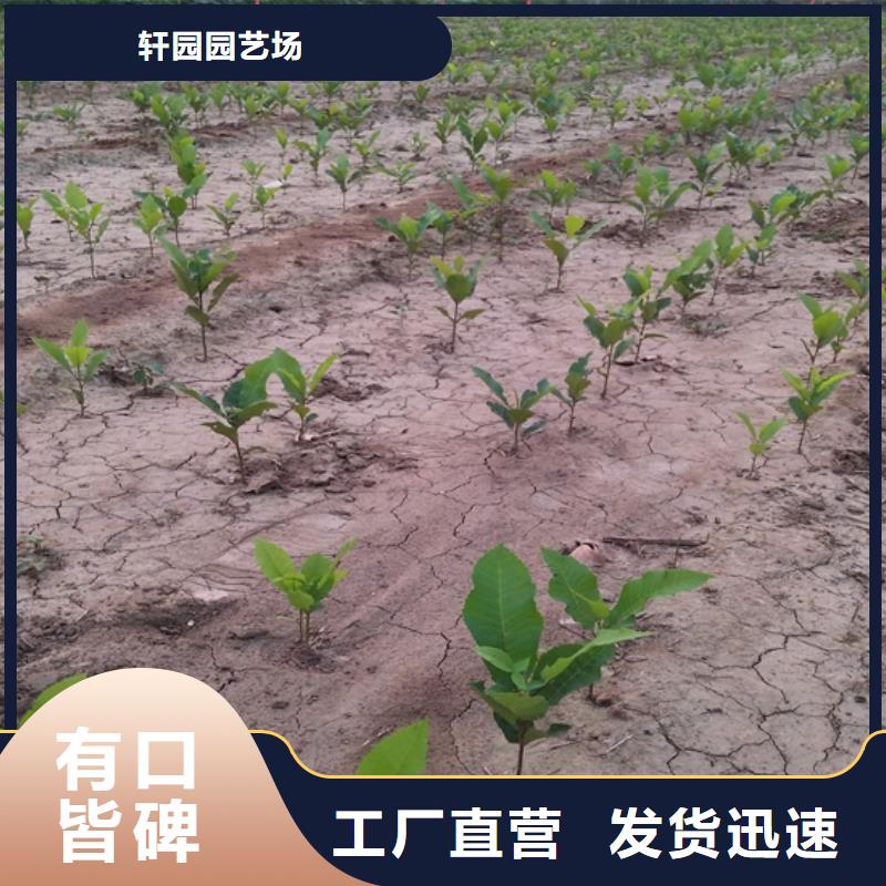 碧根果蓝莓苗不只是质量好