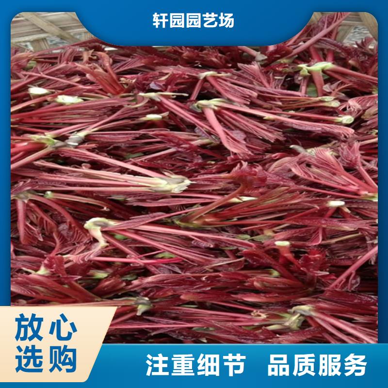 红石榴苗基地视频-乌兰察布市红石榴苗基地-【该地】可服务区域包头|兴安|阿拉善|呼和浩特|通辽