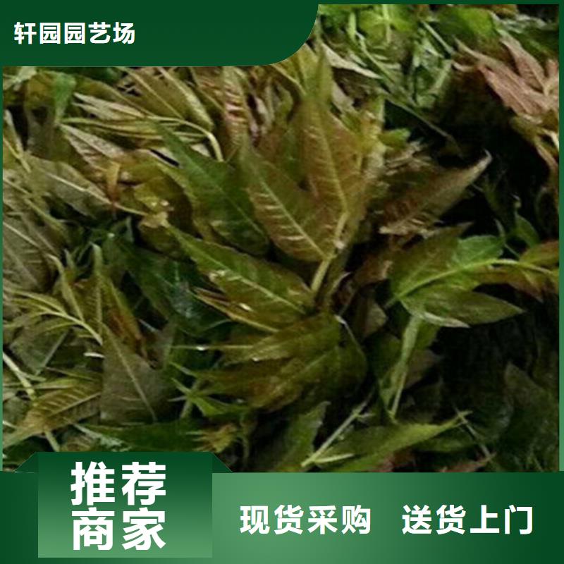 香椿桃树苗好货有保障