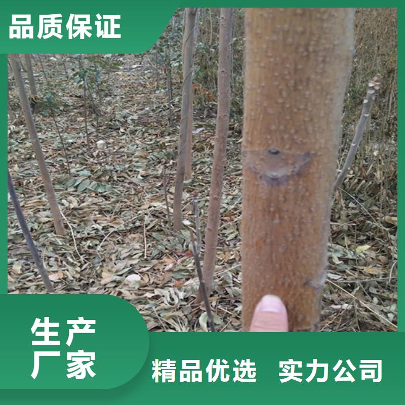 红石榴苗基地视频-乌兰察布市红石榴苗基地-【该地】可服务区域包头|兴安|阿拉善|呼和浩特|通辽