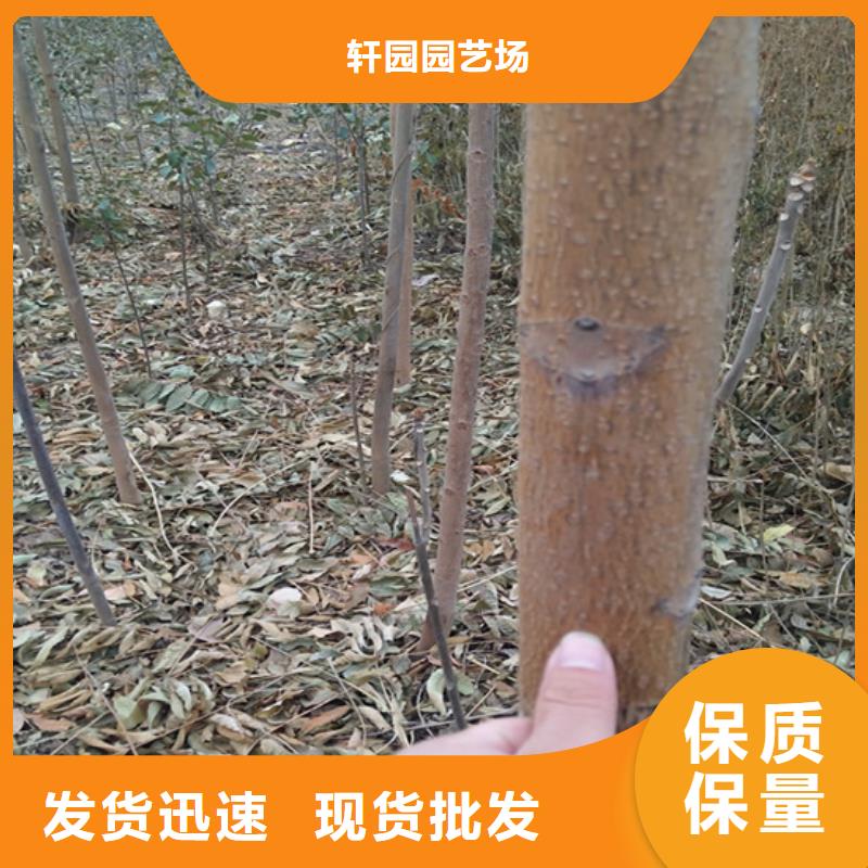 香椿苹果苗厂家销售