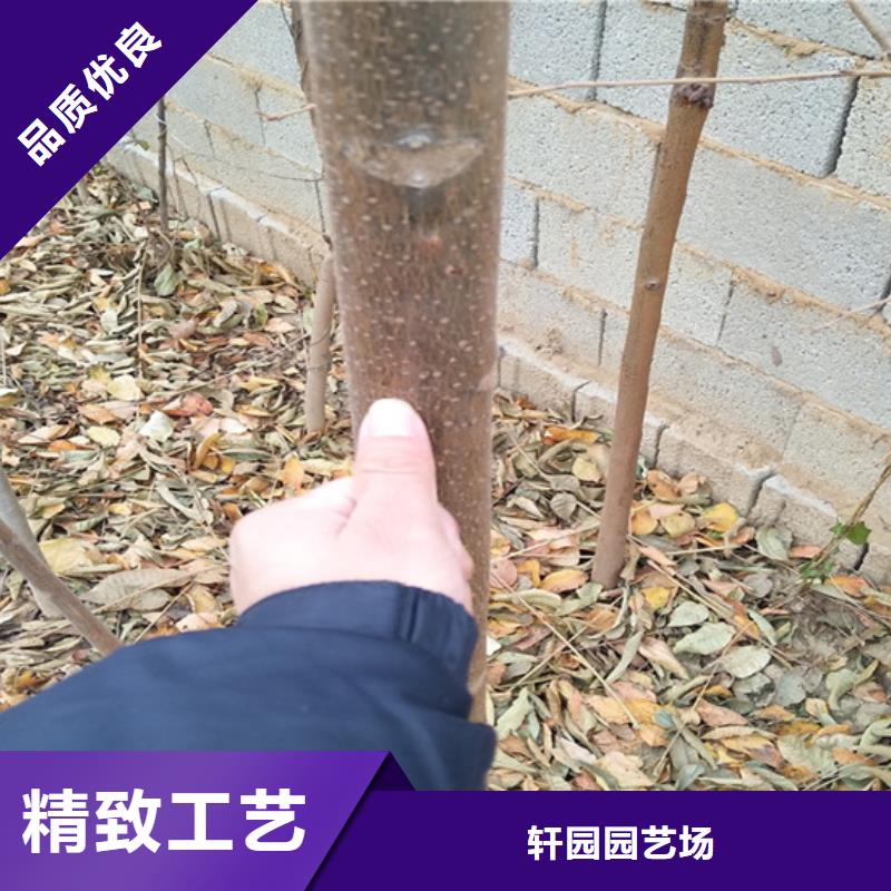 香椿梨树苗放心选购